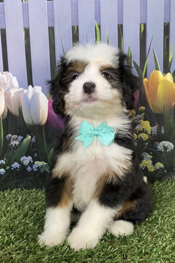 Photo of Ms. Dixie the Mini-Bernedoodle puppy