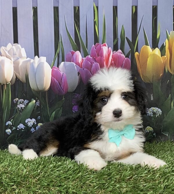 Photo of Ms. Dixie the Mini-Bernedoodle puppy