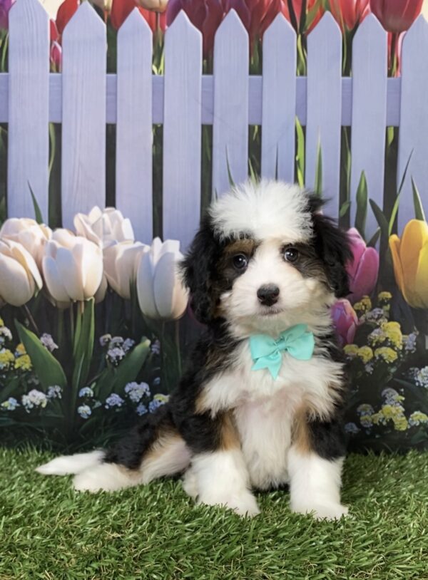 Photo of Ms. Dixie the Mini-Bernedoodle puppy