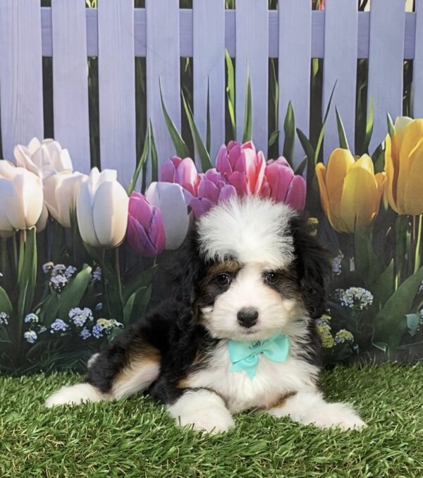 Photo of Ms. Dixie the Mini-Bernedoodle puppy