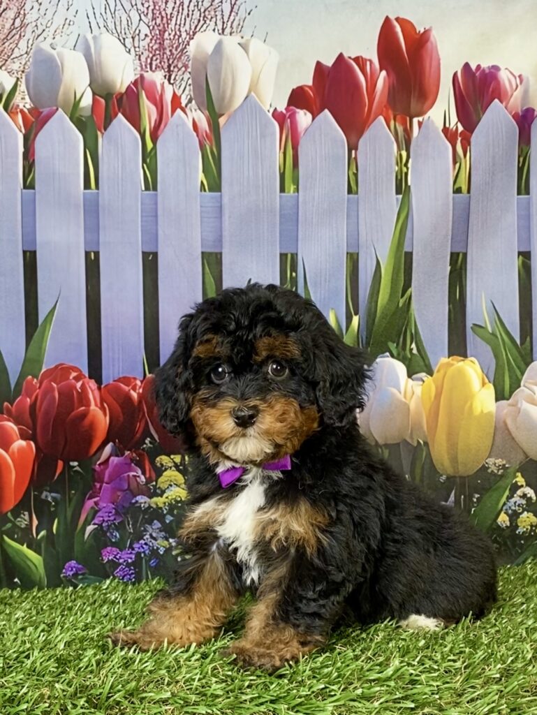 Photo of Ms. Emily the F1B Mini-Bernedoodle puppy