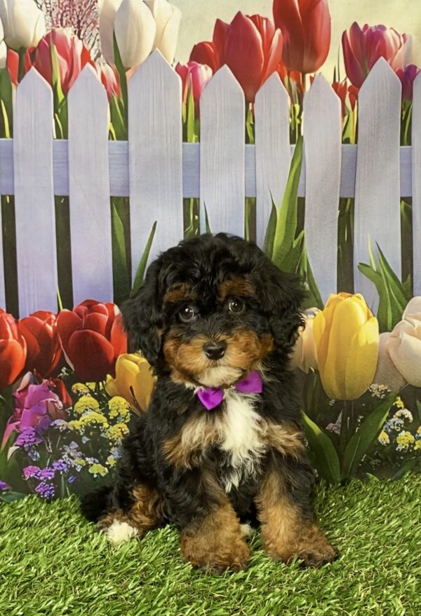 Photo of Ms. Emily the F1B Mini-Bernedoodle puppy