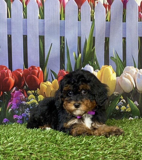 Photo of Ms. Emily the F1B Mini-Bernedoodle puppy