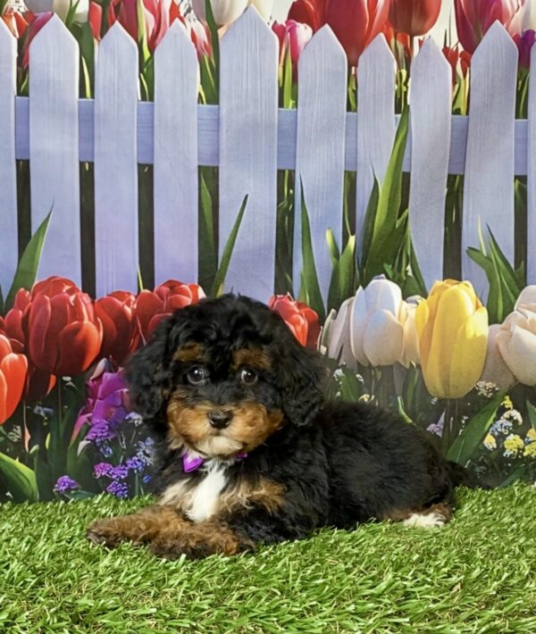 Photo of Ms. Emily the F1B Mini-Bernedoodle puppy