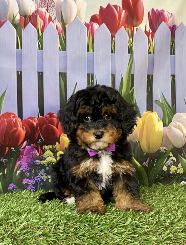 Ms. Emily the F1B Mini-Bernedoodle puppy