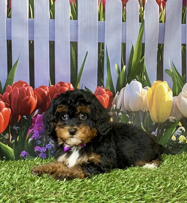 Photo of Ms. Emily the F1B Mini-Bernedoodle puppy