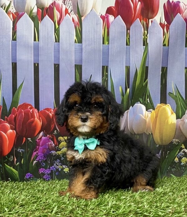 Ms. Etsy the F1B Mini-Bernedoodle puppy