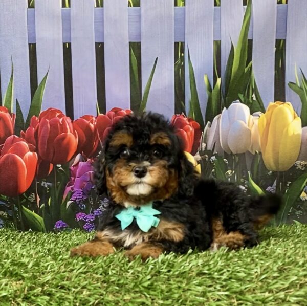 Photo of Ms. Etsy the F1B Mini-Bernedoodle puppy