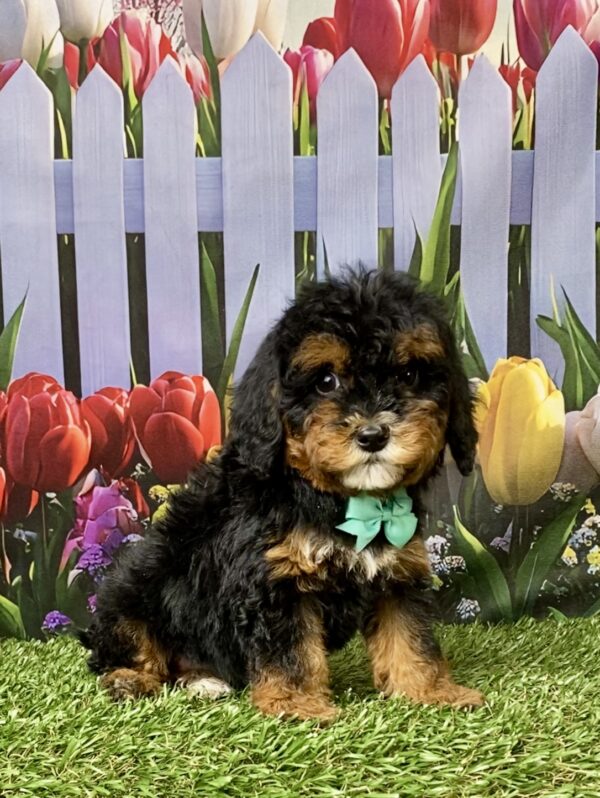 Photo of Ms. Etsy the F1B Mini-Bernedoodle puppy