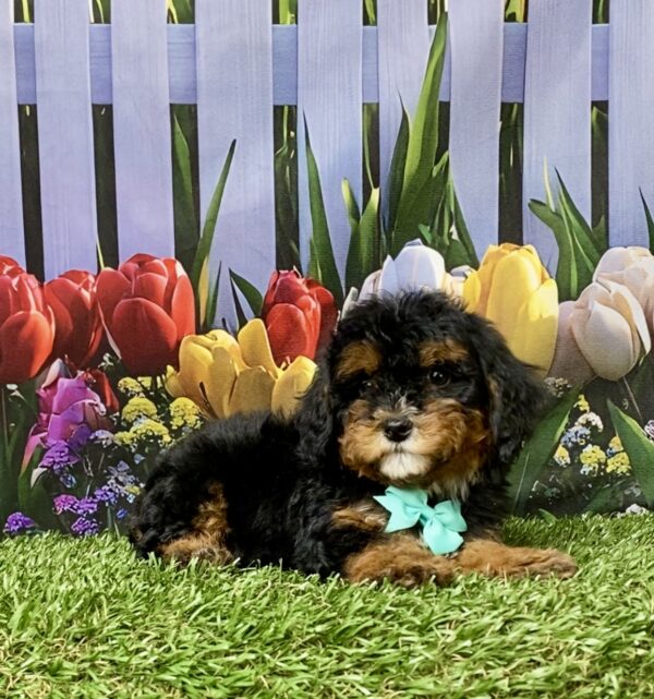 Photo of Ms. Etsy the F1B Mini-Bernedoodle puppy