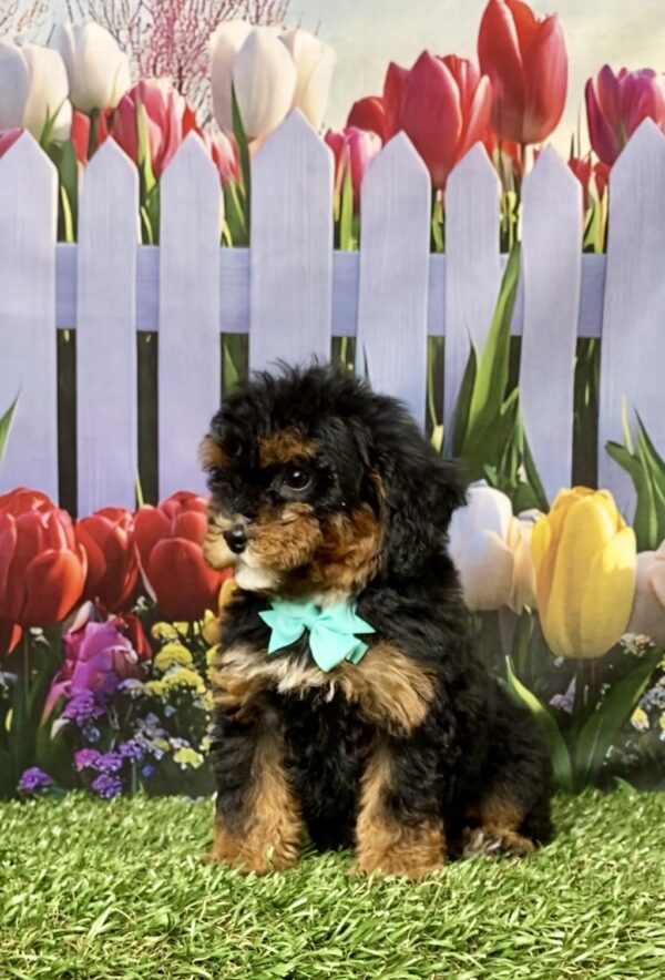 Photo of Ms. Etsy the F1B Mini-Bernedoodle puppy
