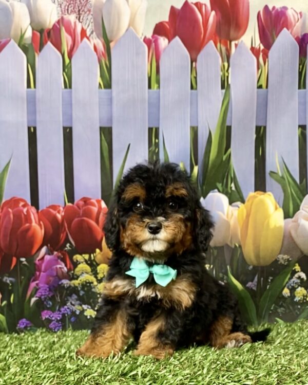 Photo of Ms. Etsy the F1B Mini-Bernedoodle puppy