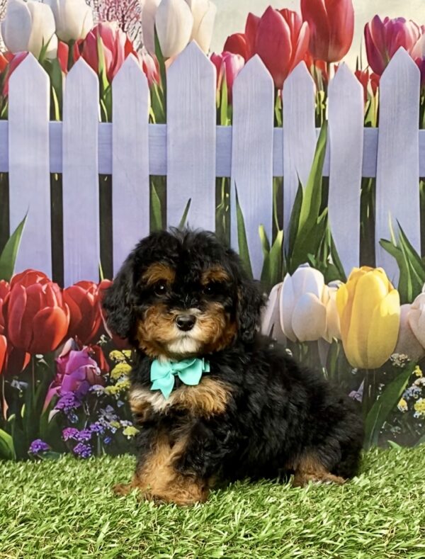 Photo of Ms. Etsy the F1B Mini-Bernedoodle puppy
