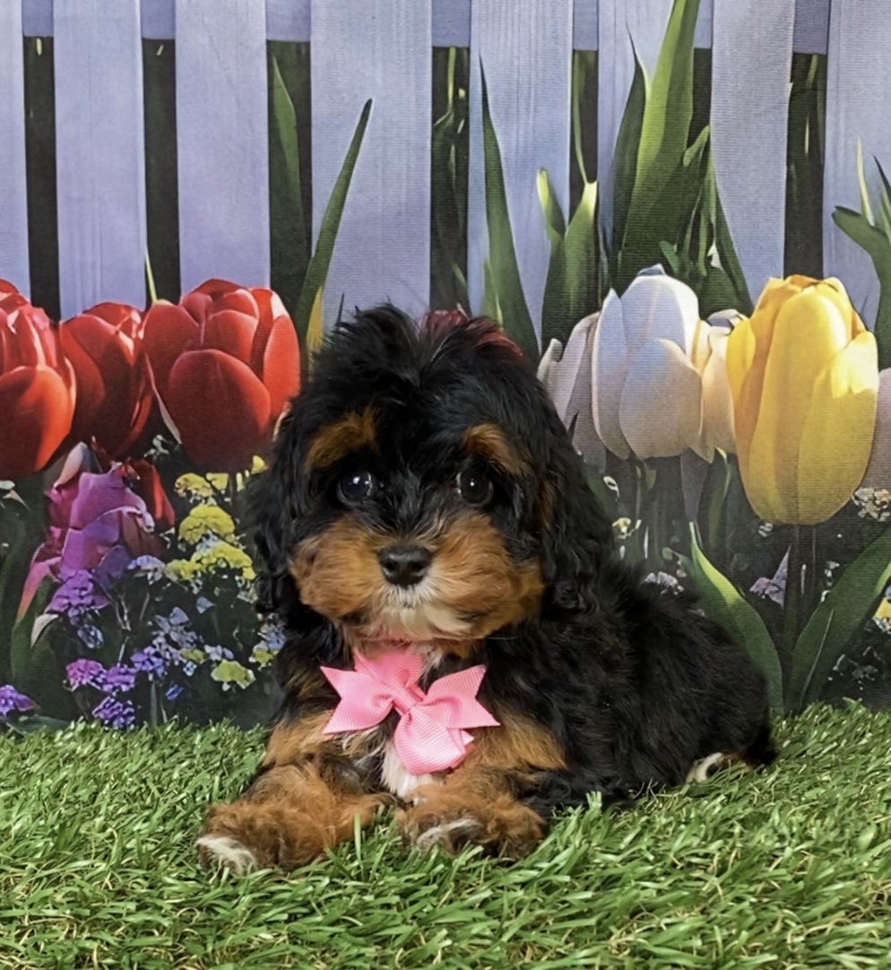 Photo of Ms. Eva the F1B Mini-Bernedoodle puppy
