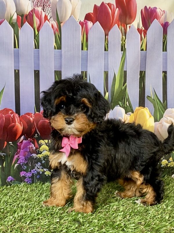Photo of Ms. Eva the F1B Mini-Bernedoodle puppy