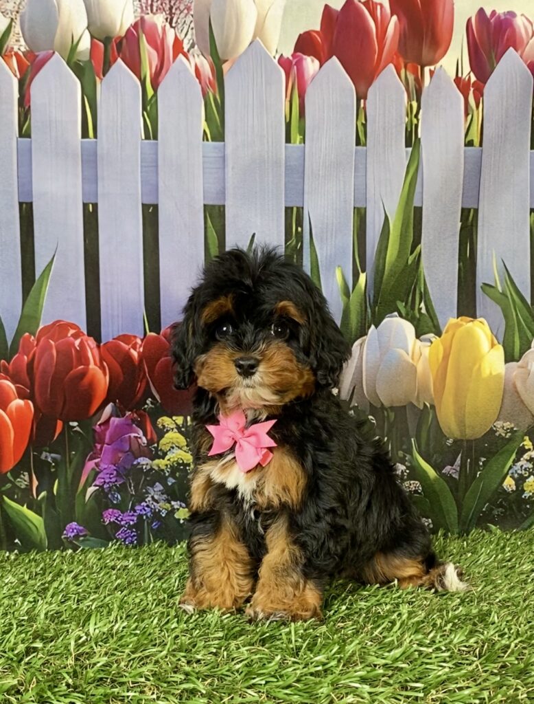 Photo of Ms. Eva the F1B Mini-Bernedoodle puppy
