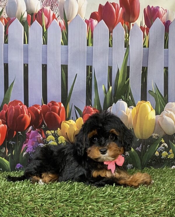 Photo of Ms. Eva the F1B Mini-Bernedoodle puppy