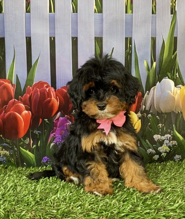 Photo of Ms. Eva the F1B Mini-Bernedoodle puppy