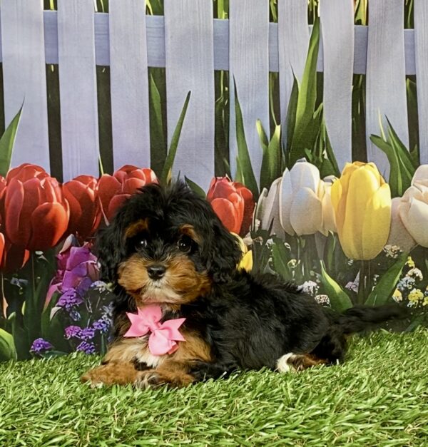Photo of Ms. Eva the F1B Mini-Bernedoodle puppy