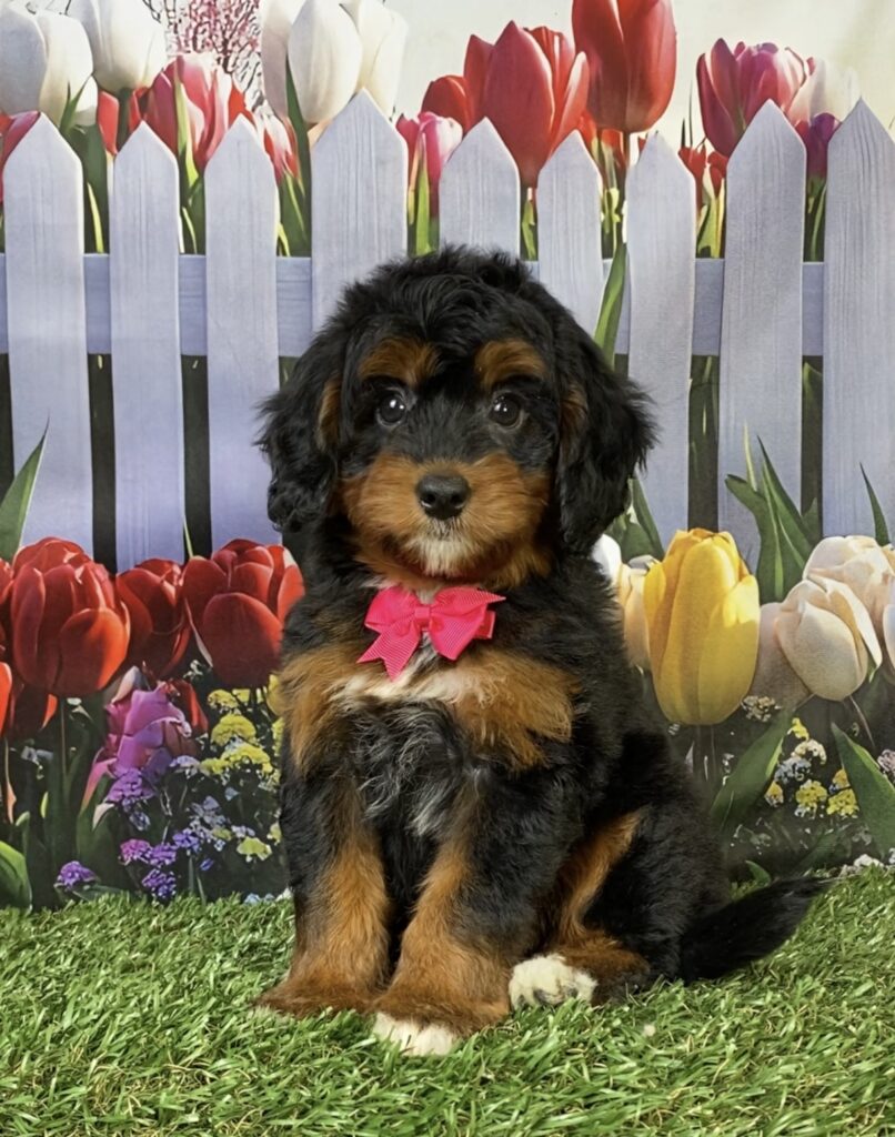 Photo of Ms. Faith the Mini-Bernedoodle puppy