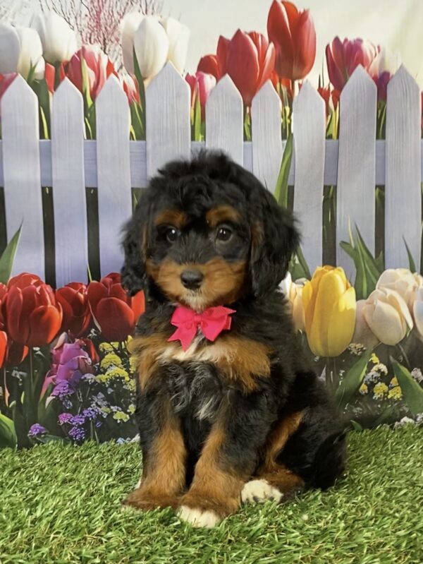 Photo of Ms. Faith the Mini-Bernedoodle puppy
