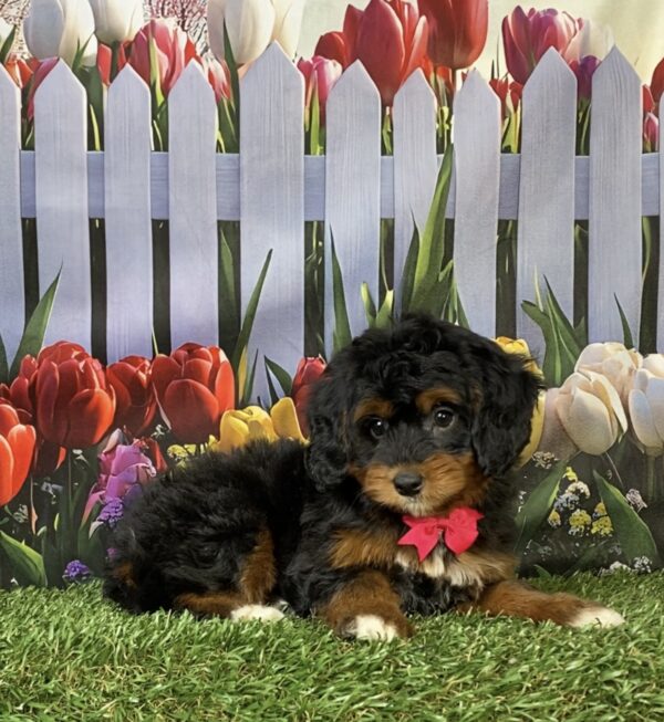 Photo of Ms. Faith the Mini-Bernedoodle puppy