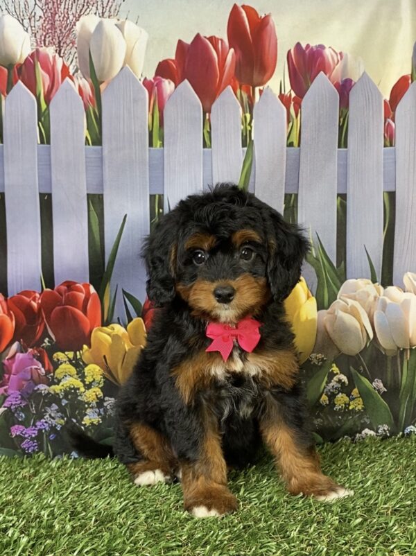 Photo of Ms. Faith the Mini-Bernedoodle puppy