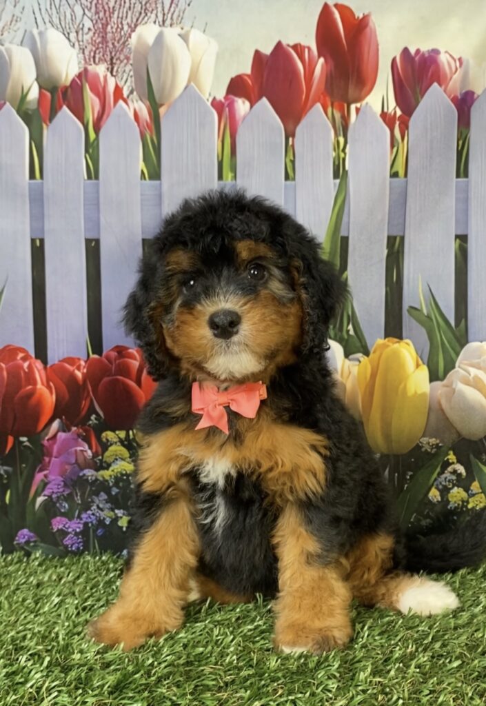 Photo of Ms. Freda the Mini-Bernedoodle puppy