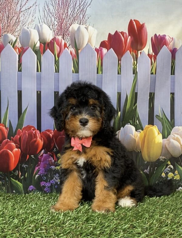 Photo of Ms. Freda the Mini-Bernedoodle puppy