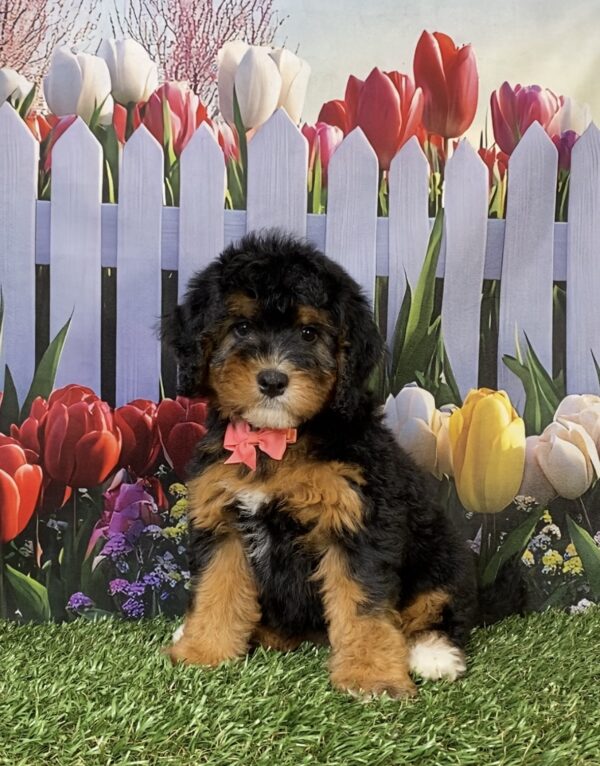 Photo of Ms. Freda the Mini-Bernedoodle puppy
