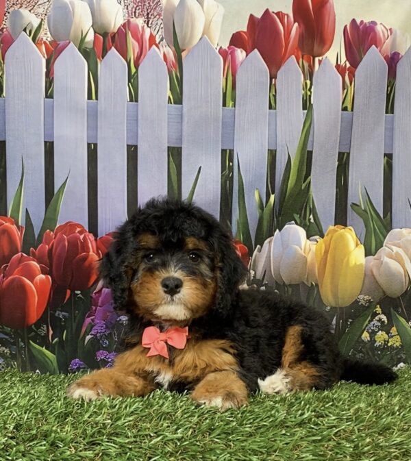 Photo of Ms. Freda the Mini-Bernedoodle puppy