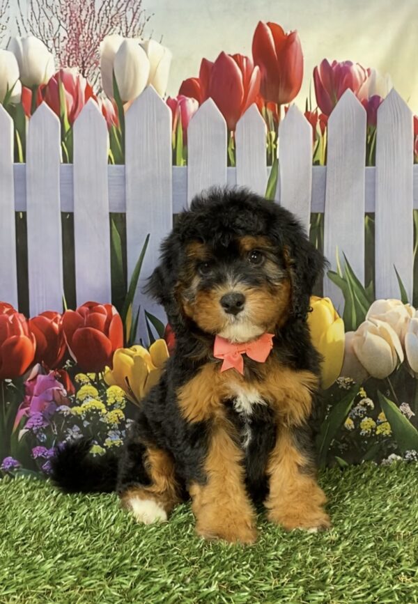 Photo of Ms. Freda the Mini-Bernedoodle puppy