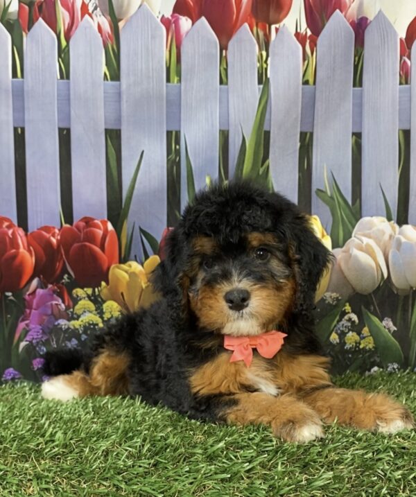 Photo of Ms. Freda the Mini-Bernedoodle puppy