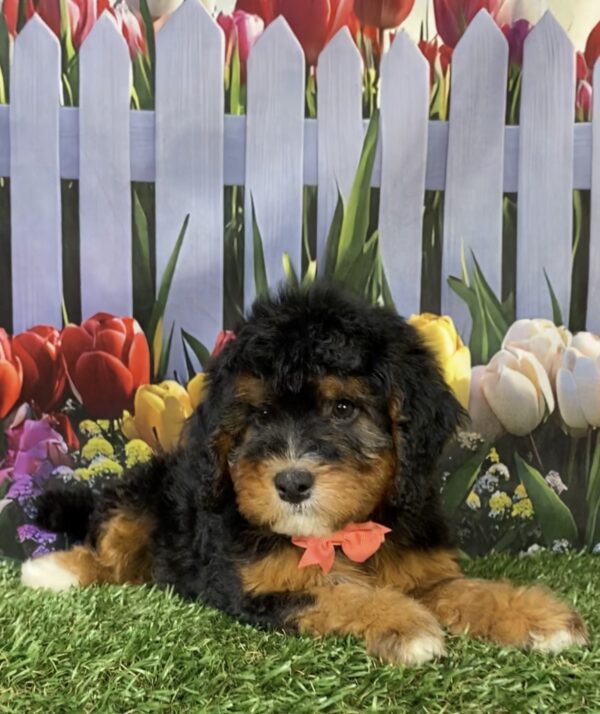 Photo of Ms. Freda the Mini-Bernedoodle puppy