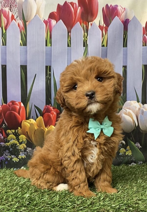 Ms. Geneva the F1B Micro Mini-Goldendoodle puppy