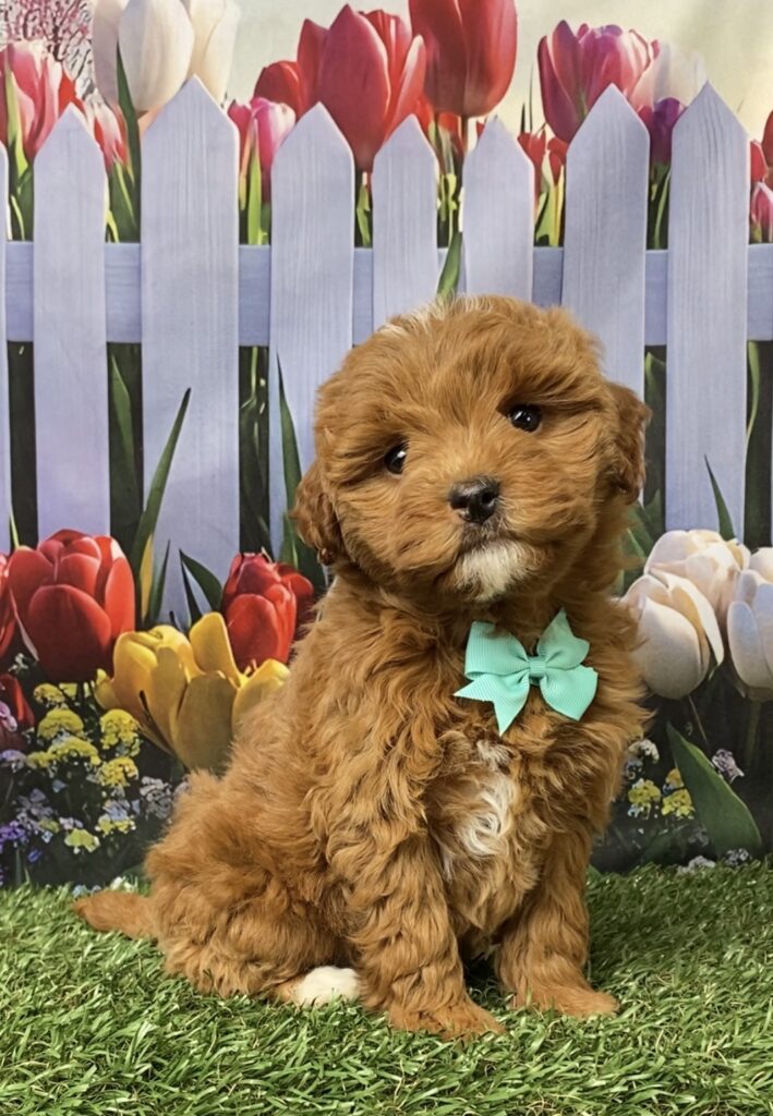 Photo of Ms. Geneva the F1B Micro Mini-Bernedoodle puppy
