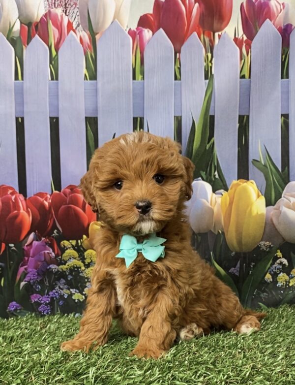 Photo of Ms. Geneva the F1B Micro Mini-Bernedoodle puppy