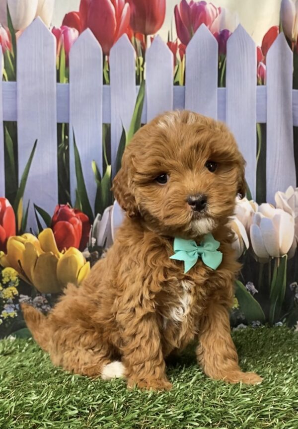 Photo of Ms. Geneva the F1B Micro Mini-Bernedoodle puppy