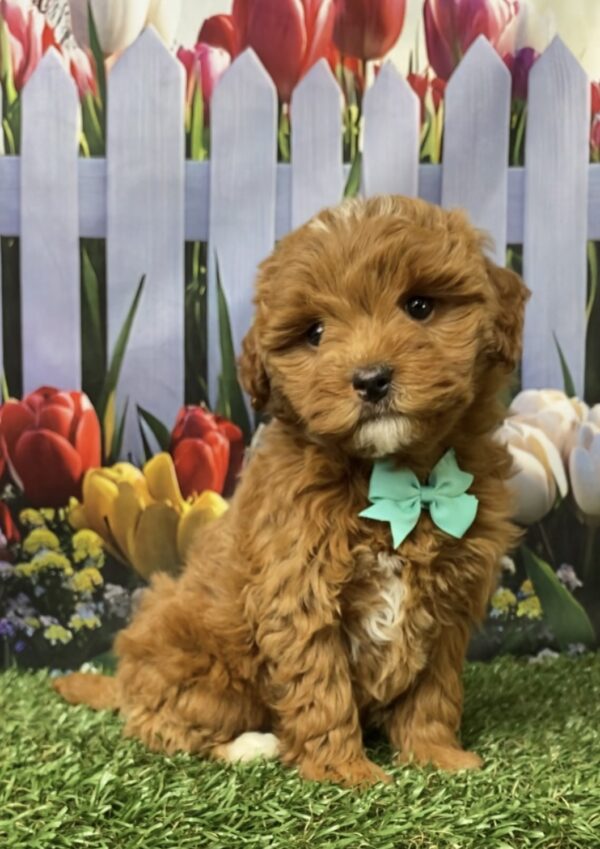 Photo of Ms. Geneva the F1B Micro Mini-Bernedoodle puppy