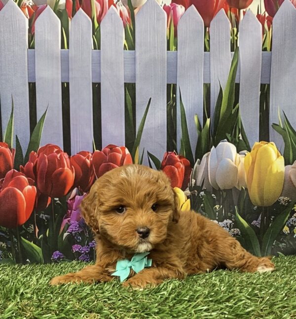 Photo of Ms. Geneva the F1B Micro Mini-Bernedoodle puppy