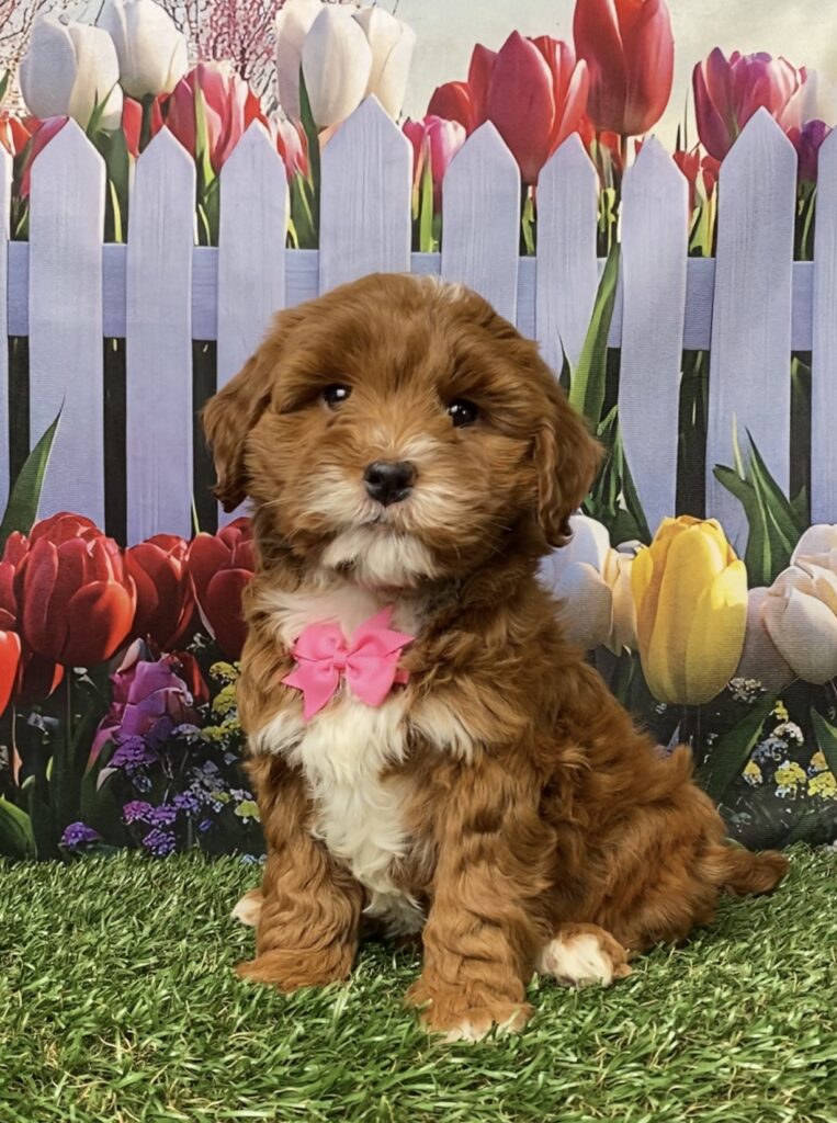 Photo of Ms. Gina the F1B Micro Mini-Bernedoodle puppy