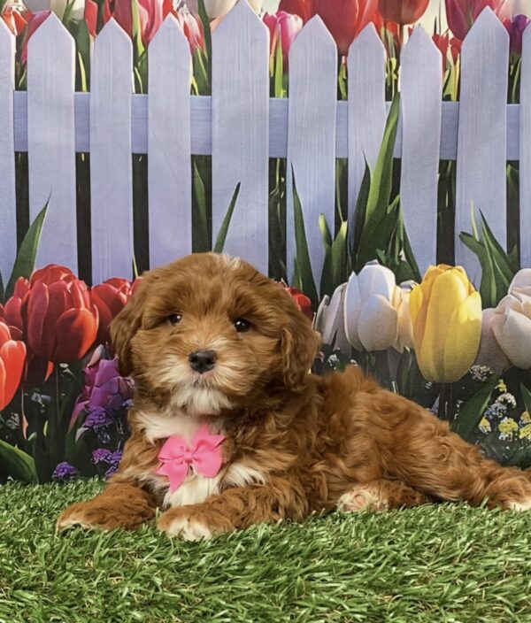 Photo of Ms. Gina the F1B Micro Mini-Bernedoodle puppy