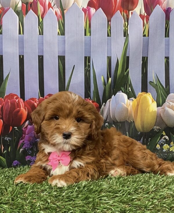 Photo of Ms. Gina the F1B Micro Mini-Bernedoodle puppy
