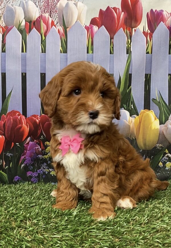 Photo of Ms. Gina the F1B Micro Mini-Bernedoodle puppy