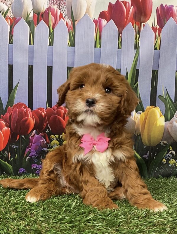 Photo of Ms. Gina the F1B Micro Mini-Bernedoodle puppy