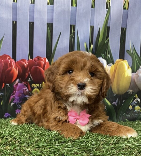 Photo of Ms. Gina the F1B Micro Mini-Bernedoodle puppy