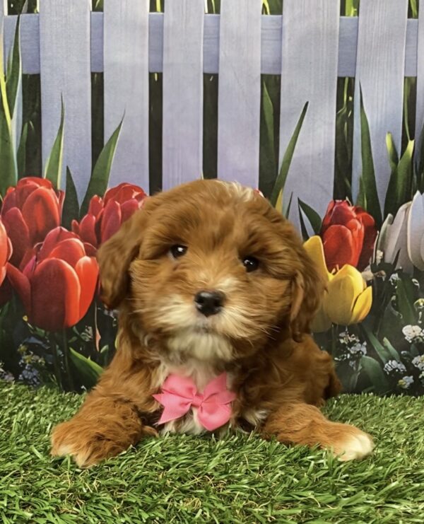 Photo of Ms. Gina the F1B Micro Mini-Bernedoodle puppy