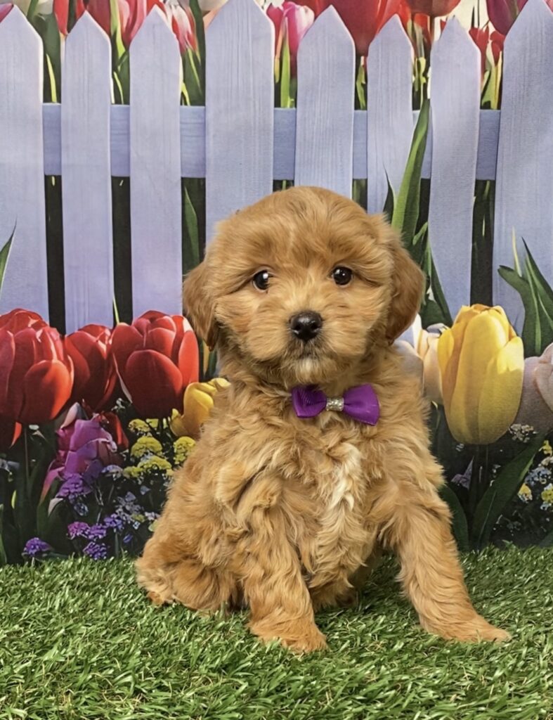 Photo of Ms. Gloria the F1B Micro Mini-Bernedoodle puppy