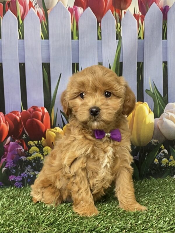 Photo of Ms. Gloria the F1B Micro Mini-Bernedoodle puppy