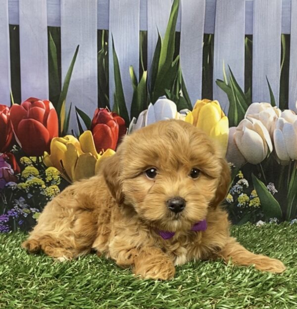 Photo of Ms. Gloria the F1B Micro Mini-Bernedoodle puppy